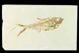 Fossil Fish (Diplomystus) - Green River Formation #148549-1